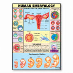 Human Embryology Chart